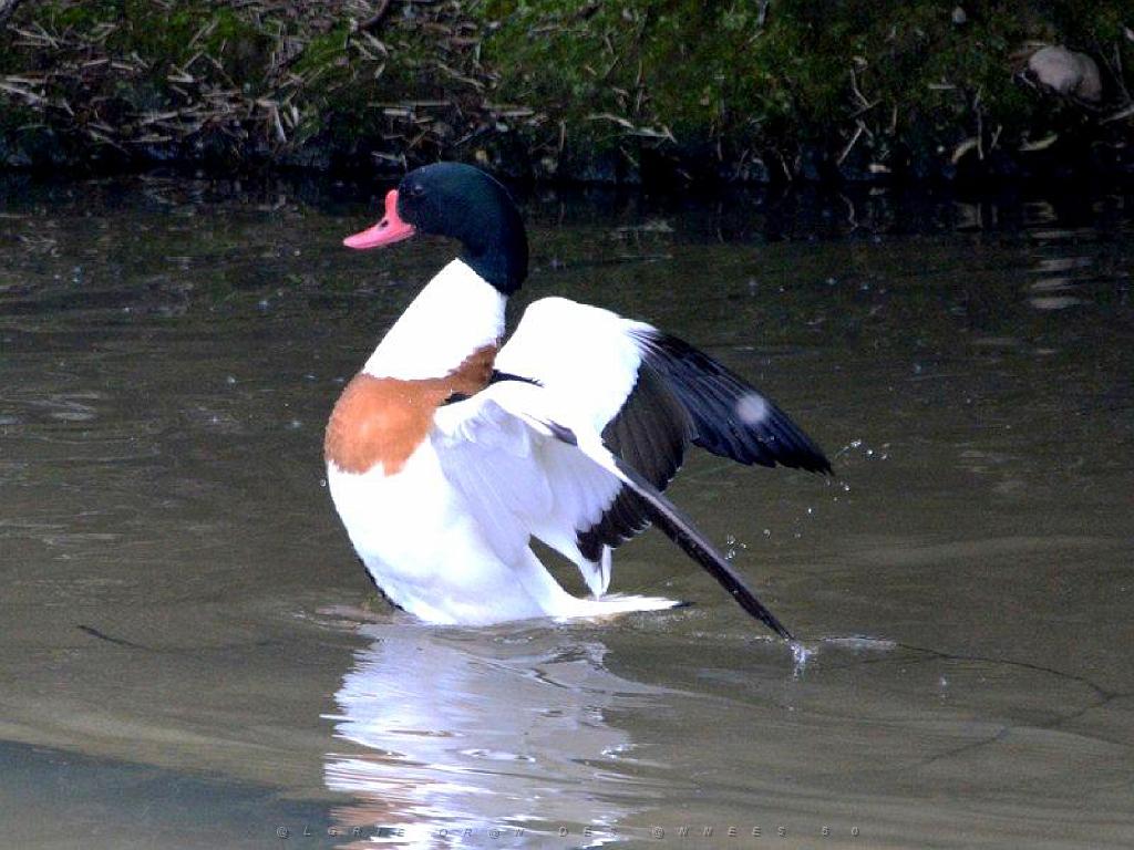 101PARC AUX OISEAUX DANS L AIN 2016 1_000057.jpg